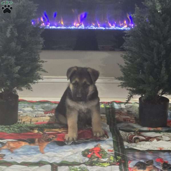 Wile E. Coyote, German Shepherd Puppy